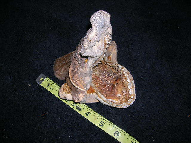 RARE Real dried SIXGILL SHARK HEAD TAXIDERMY/jaw/jaws/skull/teeth/sharks/fish