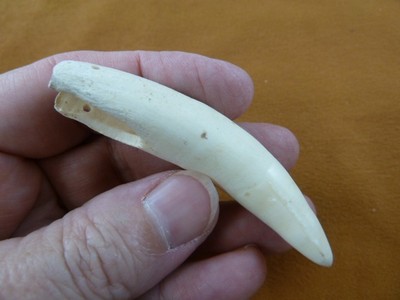 (g376-68) 3'' GATOR Alligator Aligator Tooth TEETH for jewelry I love FL gators