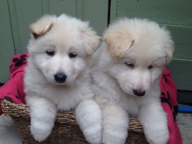 White Long Haired Germsn Shepherd Puppy In Maidstone Kent Gumtree