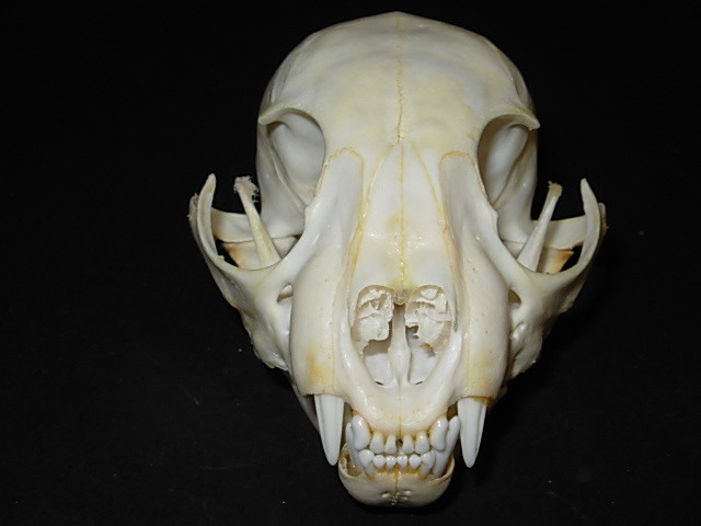 Genuine - Idaho - BOBCAT SKULL - Trap  Bones  Mount  Skeleton Antler Hunt Horn