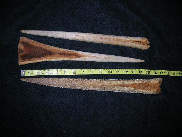 SET of 3 REAL SWORDFISH BILLS/bill/fishing/shark/sharks/taxidermy/fish/mount/jaw