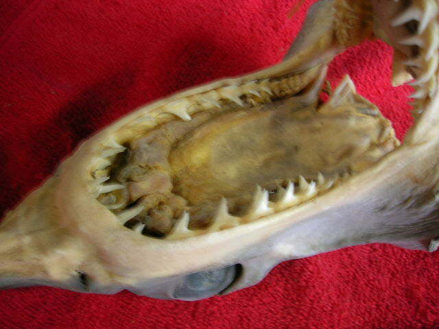 Real dried MAKO SHARK HEAD TAXIDERMY/jaw/jaws/mount/teeth/sharks/skeleton/fish
