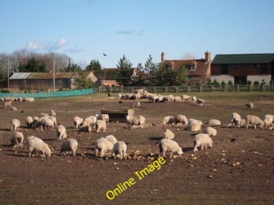 Photo 6x4 Sheep at Jack's Court Lydd Beside Romney Road, a field of sheep c2012