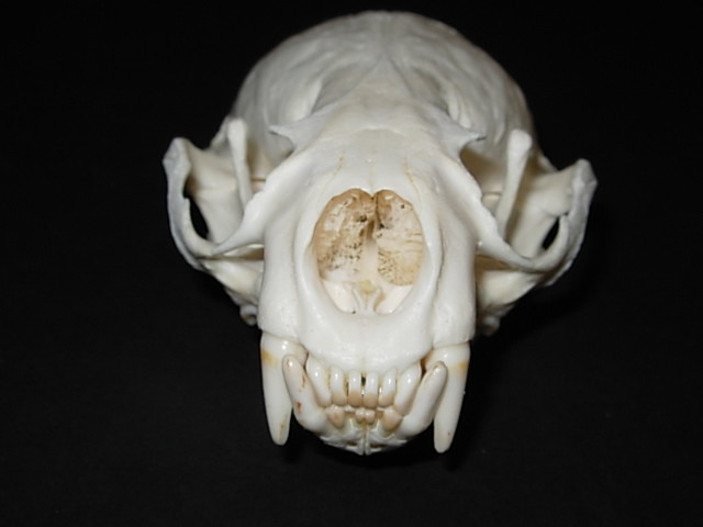 Genuine - Alaskan - RIVER OTTER SKULL - Trap  Bones  Mount  Skeleton Antler Hunt