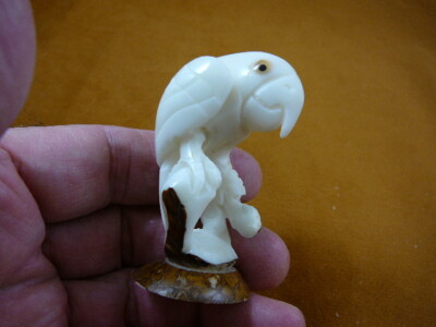 (TNE-BIR-PAR-446b) Parrot tropical bird TAGUA NUT figurine birds parrots
