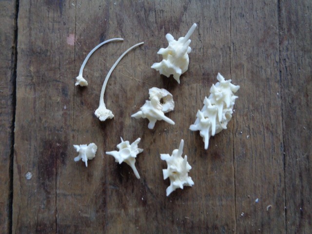 No. 5 Bone Deformity Real Snake Vertebrae Bones Lot