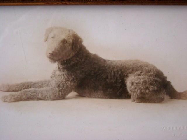 Small Framed Under Glass Vintage AIRDALE TERRIER Photograph, MOTOYOSHI SF