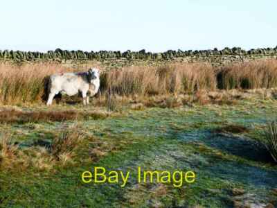 Photo 6x4 Moorland ram Cefn-y-Crib Watching me carefully.  Me too mate. c2008