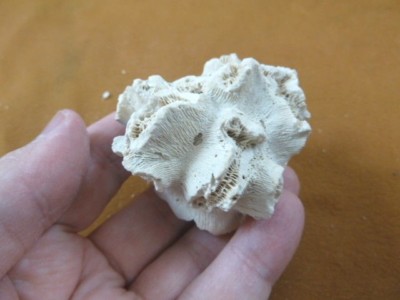 (F397-20) Rare Fossil Colony coral Dichocoenia eminens display specimen Florida