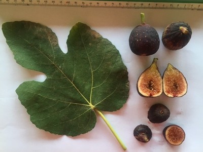 Delicious Fig T...