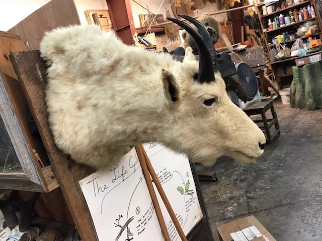 Mounted Mountain Goat Head