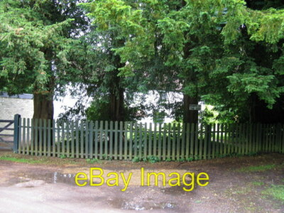 Photo 6x4 Yew trees Coulsdon Common  c2009