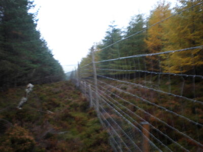 Photo 6x4 Following Deer Fencing Down Firebreak Leanach/NH7544  c2008
