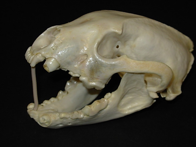 Genuine  - Alaska  - WOLVERINE SKULL - 