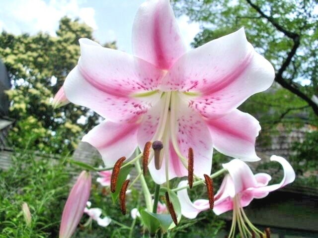 Lilium♡ $_57.JPG?set_id=8800005007