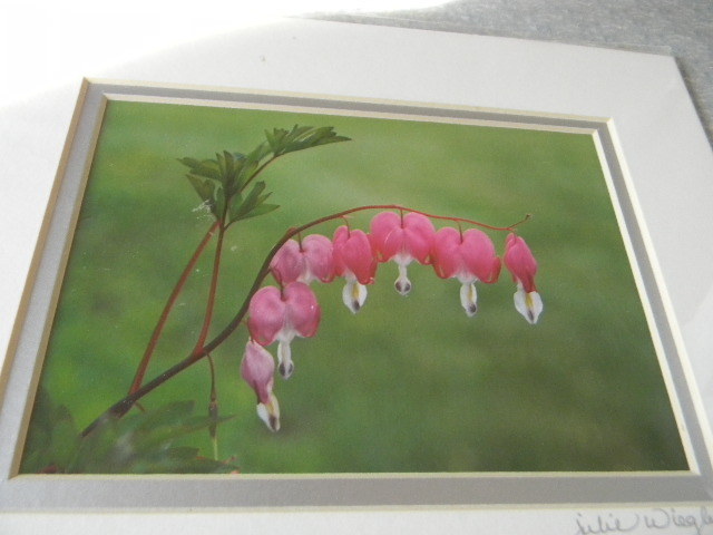 Fine Art Photograph BLEEDING HEARTS OF SPRING Flowers artist Signed  8x10 New