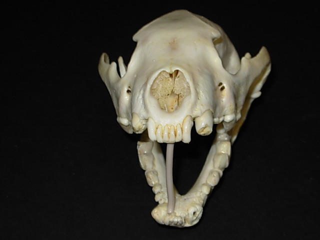 Genuine  - Alaska  - WOLVERINE SKULL - 