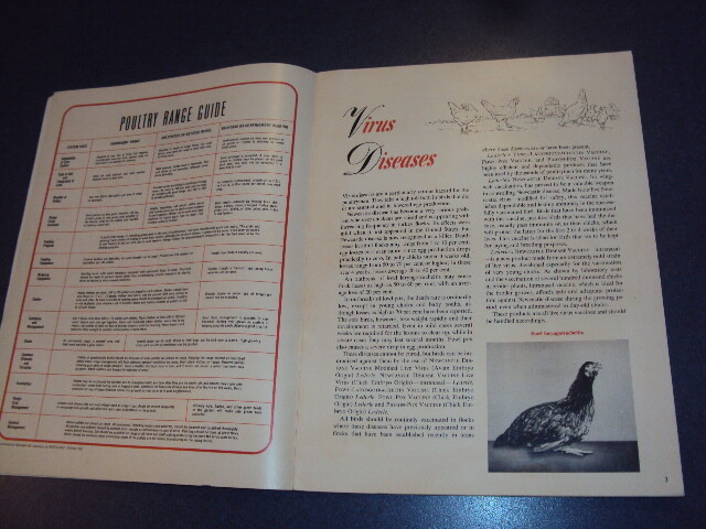CONTROL OF POULTRY DISEASES LEDERLE 1950 POULTRY HEALTH MANUAL 28 pages