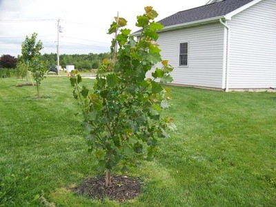 25 Hybrid Poplar Tree Cuttings - Fast Growing Shade or Privacy Trees - 25 Trees