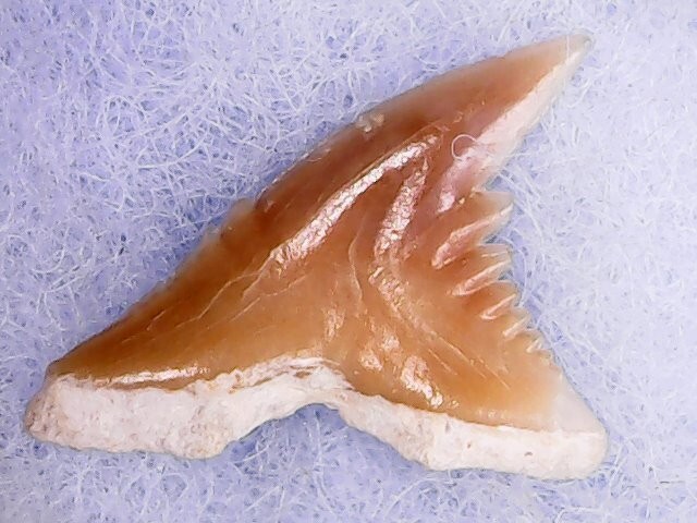 Shark Tooth Tiburon - Hemipristis Curvatus Sup/Lat  Priabonien 2ju24