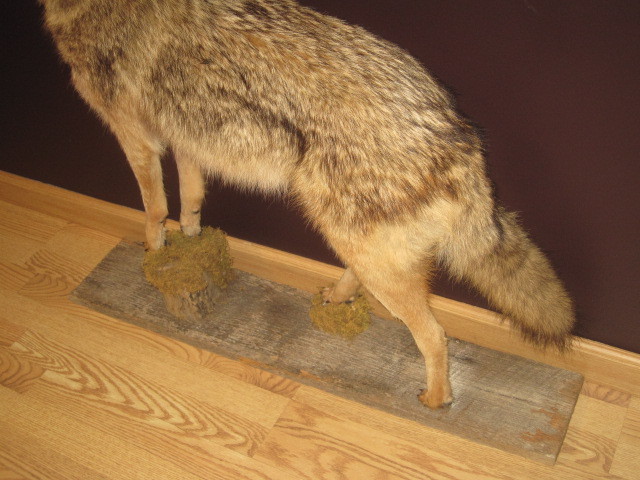 Large Professional Full Size Coyote Body Mount - Raccoon Fox Bobcat Deer Bear