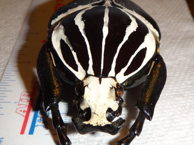 goliathus conspersus red form 93mm african goliath beetle insect