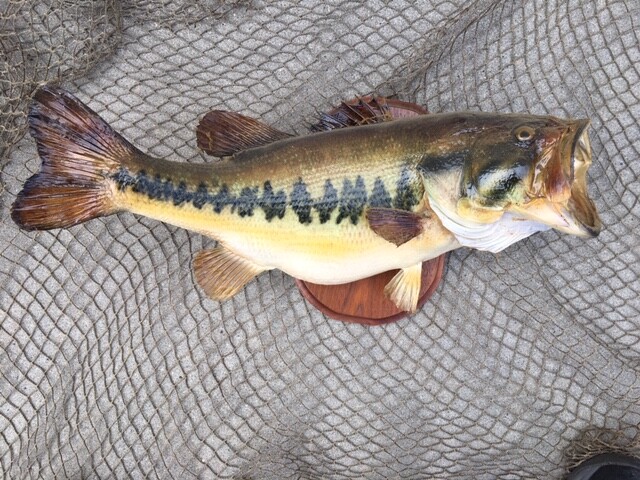21 INCH LARGE MOUTH BASS   (REAL SKIN)   TAXIDERMY FISH MOUNT