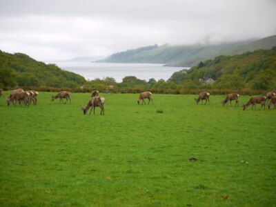 Photo 6x4 Red deer at Ardlussa Inverlussa View down to Lussa Bay c2009