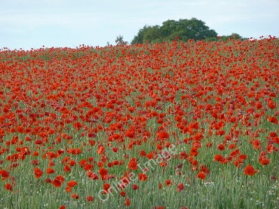 Photo 6x4 Poppy field on a  June evening Chatford Reminiscent of Monet  c2010