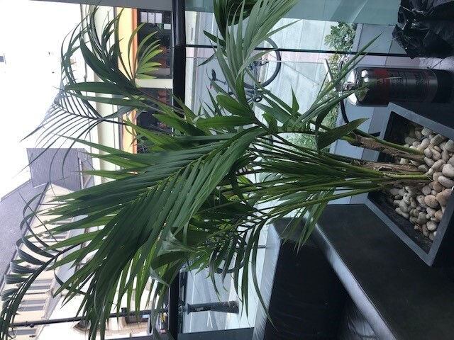 Plant Pot Display Stand In Redbridge London Gumtree