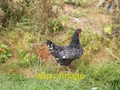 Photo 6x4 Free range hen at Glencat Ballochan Italian 'Ancona'  c2008