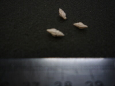 230.01 L - MANGILIA CAPILLACEA - FOSSILE DU BASSIN PARISIEN