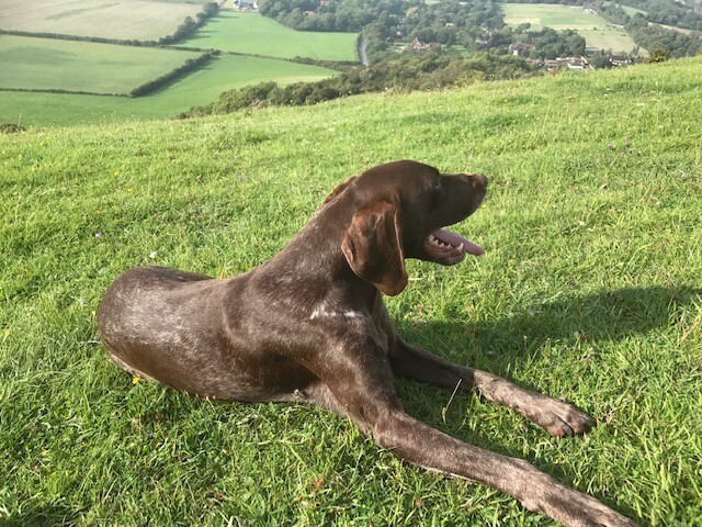 Fully Trained 5 Year Old German Shorthaired Pointer Dog In East