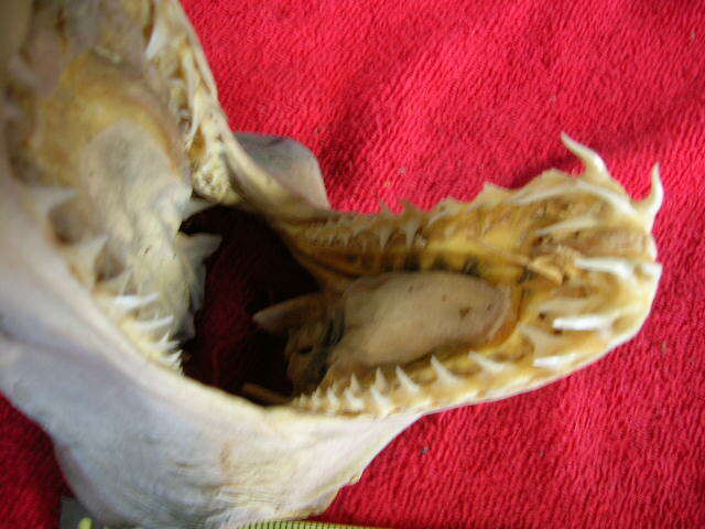 Real dried MAKO SHARK HEAD TAXIDERMY/jaw/jaws/mount/teeth/sharks/skeleton/fish