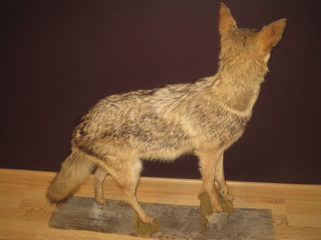 Large Professional Full Size Coyote Body Mount - Raccoon Fox Bobcat Deer Bear