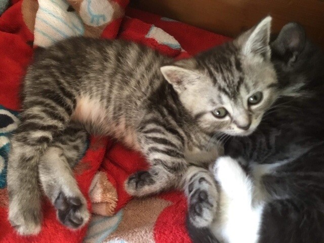 British Short Hair Cross Kittens In Ipswich Suffolk Gumtree