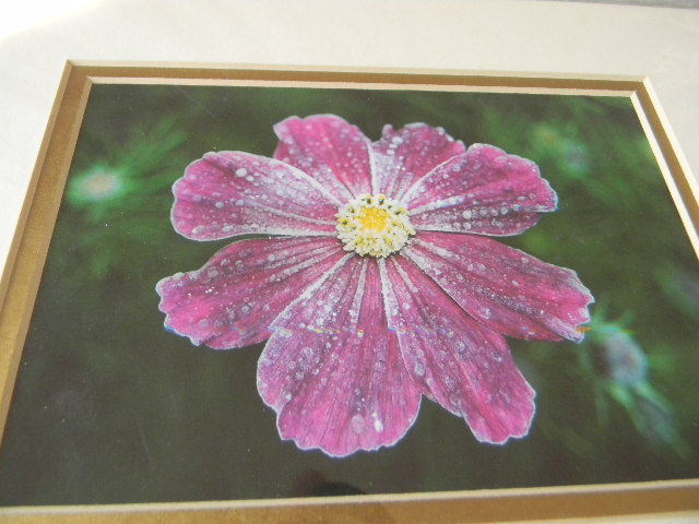 COSMO MEETS JACK FROST Fine Art Photograph Flower signed by Maine artist - 8x10