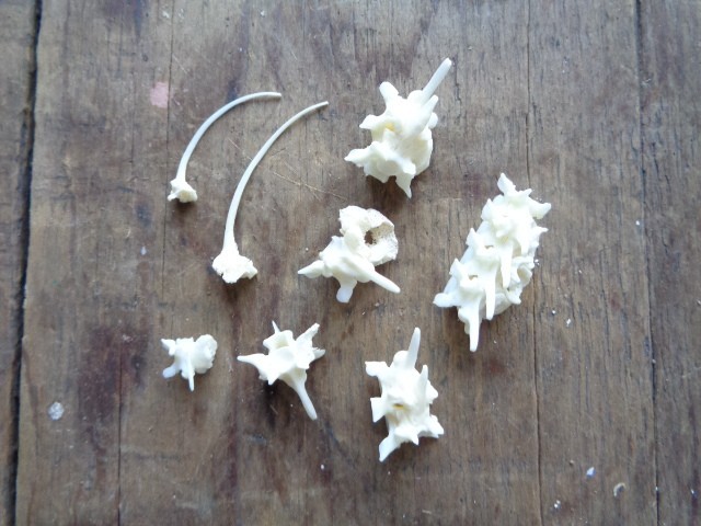 No. 5 Bone Deformity Real Snake Vertebrae Bones Lot