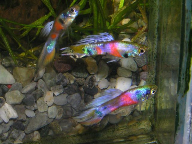 Tropical Fish in Woodlands South Yorkshire Gumtree