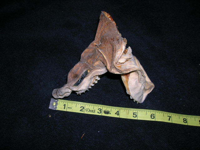 RARE Real dried SIXGILL SHARK HEAD TAXIDERMY/jaw/jaws/skull/teeth/sharks/fish
