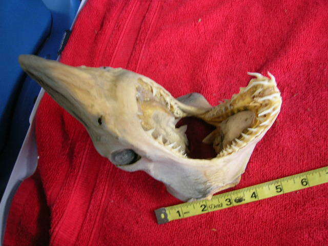 Real dried MAKO SHARK HEAD TAXIDERMY/jaw/jaws/mount/teeth/sharks/skeleton/fish