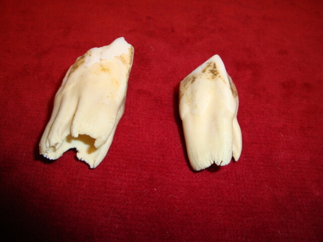 Vintage Elk Teeth for Jewelry making Large size Came from a Colorado Estate