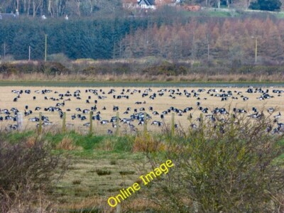 Photo 6x4 Svalbard Barnacle Geese Nether Clifton Looking over to the natu c2012