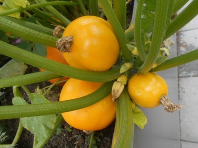 One Ball gelb rund Zucchini 15 Korn sehr ertragreich