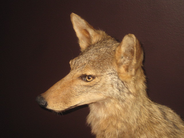 Large Professional Full Size Coyote Body Mount - Raccoon Fox Bobcat Deer Bear