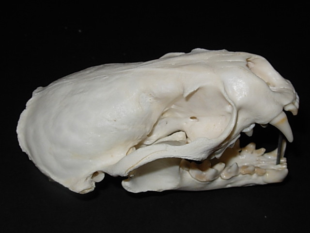 Genuine - Alaskan - RIVER OTTER SKULL - Trap  Bones  Mount  Skeleton Antler Hunt