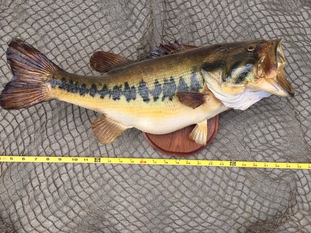21 INCH LARGE MOUTH BASS   (REAL SKIN)   TAXIDERMY FISH MOUNT