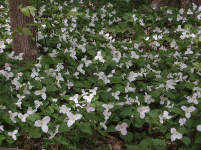 White Trillium (Trillium grandeflora) 10 bulbs