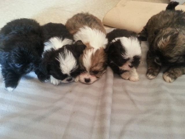Chihuahua X Shih Tzu In Rumney Cardiff Gumtree