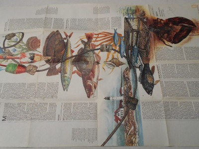 1975  MAP OF MAINE  NATIONAL GEOGRAPHIC (48)